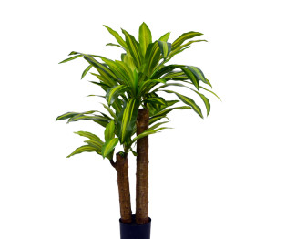 Διακοσμητικό φυτό  Dracaena σε γλάστρα Inart πράσινο pp Υ110εκ